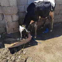 سه گوساله نر