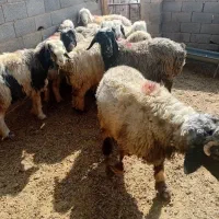 میش آبستن|حیوانات مزرعه|خمینی‌شهر, |دیوار