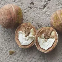 ۳ گونی گردو کاغدی سفید توپر با پوست