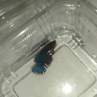 ماهی فایتر رنگ خاص