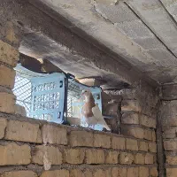 کبوتر طوقی ماده|پرنده|شیراز, منطقه هوایی شهید دوران|دیوار