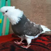 کبوتر نوک قنار|پرنده|تهران, بوستان ولایت|دیوار