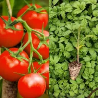 نِشآ کاهو گوجِه بآدمجآن فِلفِل کرفس کلم سفارش نِشا