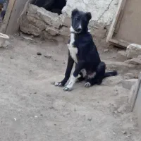 سگ اصیل(سرابی،قدرجونی)دو عدد نر