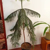 گل کاج مطبق