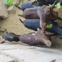 بزغاله مورسیاه