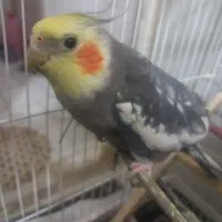 عروس هلندی