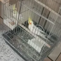 عروس هلندی|پرنده|دزفول, |دیوار