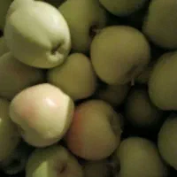 سیب درشت وخوشمزه