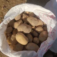 سیب|خوردنی و آشامیدنی|فریمان, |دیوار