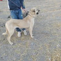 توله سگ پژدر