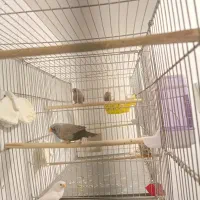 فنج شارکول ایمو پاستیلی اروپایی بنگالی و مصری