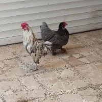 مرغ وخروس کوشین وخروس گلین
