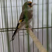 سهره کرمانی ماده سه ساله