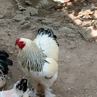 تخم مرغ برهما اصل رمانی|حیوانات مزرعه|سنگر, |دیوار