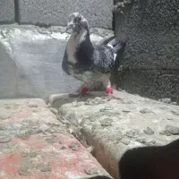 کبوتر پلاکی ماده