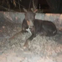 سگ دوبرمن ماده