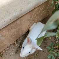 سالم