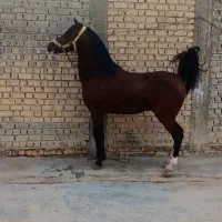 اسب نریون کرد