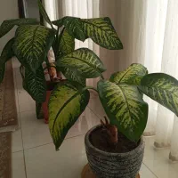 گل طبیعی دیفن باخیا