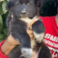 واگذاری سگ قهدریجانی