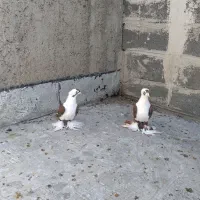 کفترالوان|پرنده|صوفیان, |دیوار