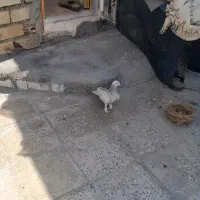 کبوتر گوم شده  جایزه داره|حیوانات|دوگنبدان, |دیوار