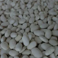 فروش لوبیا سفید و قرمز  دست چین و بوجارشده|خوردنی و آشامیدنی|آران و بیدگل, |دیوار