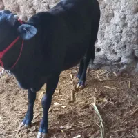 گاوشیری|حیوانات مزرعه|هیدوچ, |دیوار