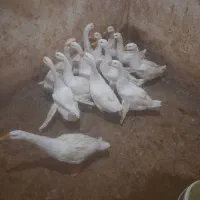 قوغازاوکراینی