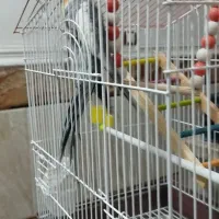 عروس رام دستی حرف زن|پرنده|چابهار, |دیوار