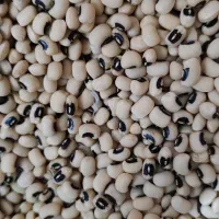 فروش حبوبات