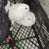 دو جفت کبوتر|پرنده|رامهرمز, |دیوار