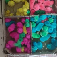 جوجه رنگی عمده است|حیوانات مزرعه|شیروان (لرستان), |دیوار