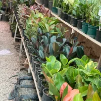 استخدام نیروی در گلخانه