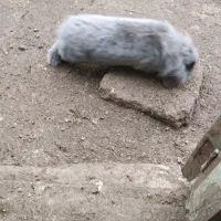 خرگوش لپ نر|موش و خرگوش|مشگین شهر, |دیوار