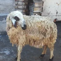 بره|حیوانات مزرعه|اهواز, زیتون کارمندی|دیوار