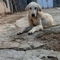 سگ پژدر|سگ|کرمانشاه, |دیوار