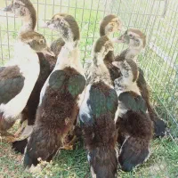 جوجه اردک خارجی و جوجه غاز
