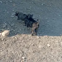 دو عدد توله نر دورگ هیکلی|سگ|زابل, |دیوار