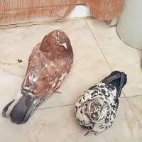 کبوتر جفت