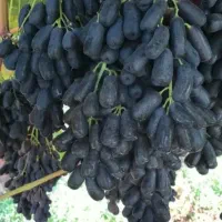 نـژ.اد اصـیل نهـا.ل‌هـای مـقاو.م درنهـا.لـستـان