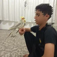 دوتا عروس هلندی  نر سخنگو