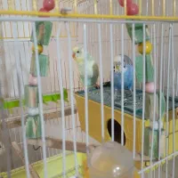 چند عدد پرنده|پرنده|گلستان (تهران), |دیوار