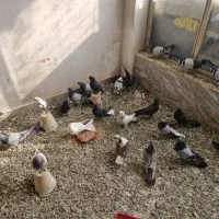 اصفهانی بازی کن|پرنده|برخوار, |دیوار