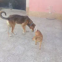 سگ نگهبان|سگ|باغستان, |دیوار