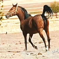 مادیون درجه 1