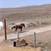 اسب