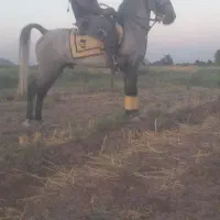 اسب نریان کرد