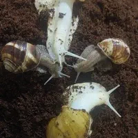 خاک حلزون،فروش حلزون سوپر مولد،حلزون تراپی